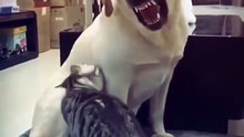 Cats & Dogs = Total Chaos 😂 | Pisici și Câini – Râzi cu Lacrimi!