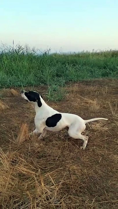 Royal Pointer kennel#beagle#dogandfield #puppy #pointerdog #animals #pitbull #cutedog #mastiff#Pointerdog