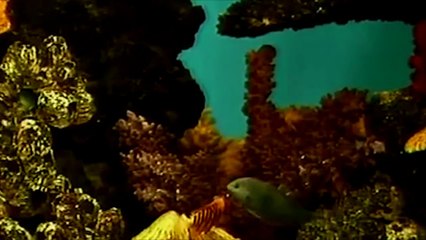 Pausefiskene og som blev tv sendt fra 1981 til 1988 samt digitaliseret i 2018 | DR