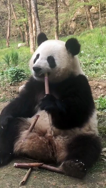 The daily life of pandas 🐼   #Panda #Lovely