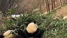 The daily life of pandas 🐼   #Panda #Lovely