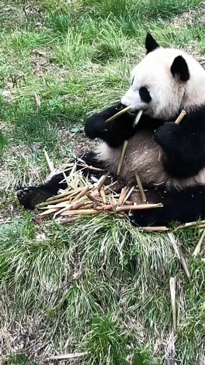 The daily life of pandas 🐼   #Panda #Lovely