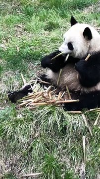 The daily life of pandas 🐼 #Panda #Lovely