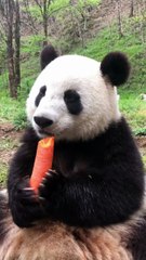 The daily life of pandas 🐼   #Panda #Lovely