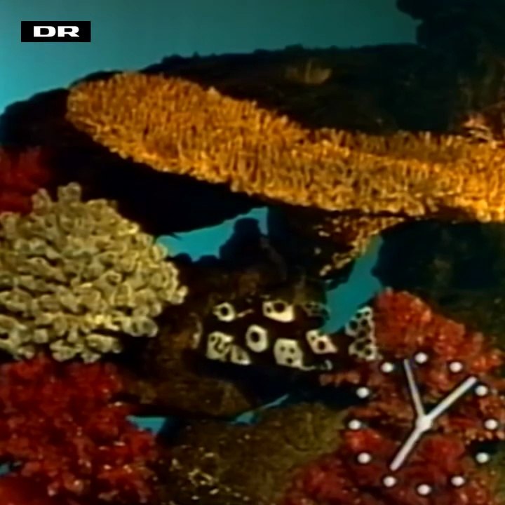 De forsvundne pausefisk er fundet (med musik og ur) og som blev tv sendt fra 1981 til 1988 samt digitaliseret i 2018 | DR