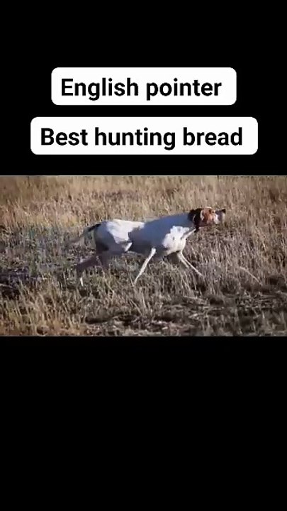 English Pointer kennel #beagle#dogandfield #puppy #pointerdog #animals #pitbull #cutedog #mastiff#Pointerdog