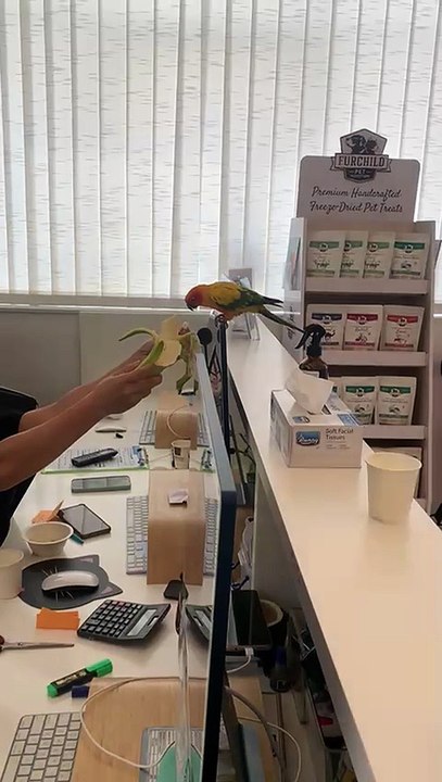 Residents and vets rescue pets from Dubai Marina tower fire