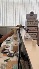 Residents and vets rescue pets from Dubai Marina tower fire