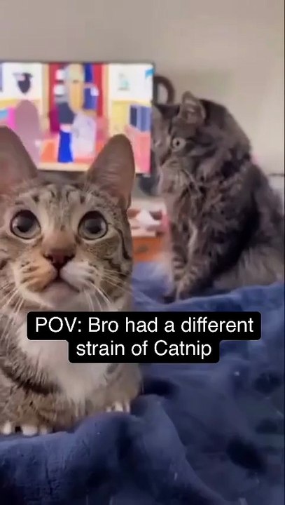 funny video