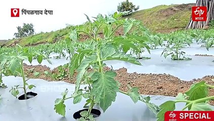 पिण्यास पाणी मिळेना तरी अख्खं गाव पिकवतंय टोमॅटो; गावाची प्रेरणादायी वाटचाल