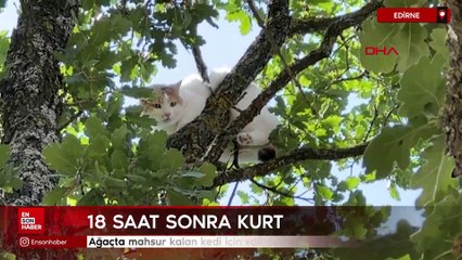 Edirne'de ağaçta mahsur kalan kedi için vali devreye girdi