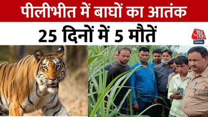 पीलीभीत में बाघों का खौफ, एक महीने में 5 मौतें... देखें क्या बोले पीड़ित ग्रामीण