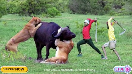 "Wild Wonders: The World's Most Dangerous Animals"