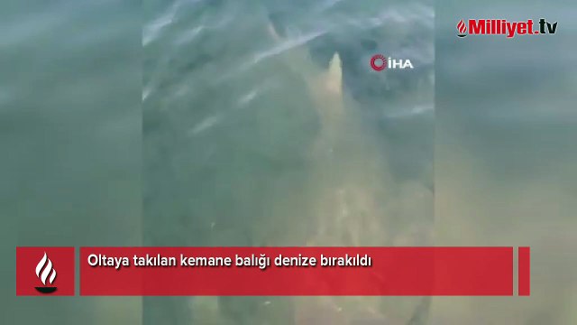 Oltaya takılan kemane balığı denize bırakıldı