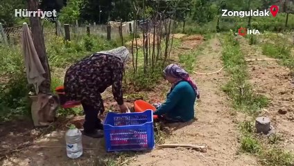 İstanbul'dan memlekete dönen iki kardeş, 10 dönümlük arazide salep bitkisi yetiştiriyor