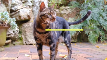 Think You Know Your Cat? Think Again.mp4