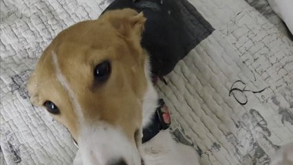 Woman shares endearing glimpse of the unbreakable bond between her pet pigeon and dogs