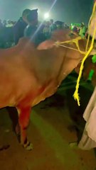 Pets life #qurbani #eidmubarak #eid2025 #bull #mandi