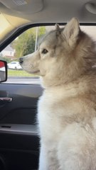 Le rappel c’est vraiment une GRANDE histoire avec nos primitifs