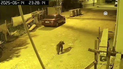 Ayı ilçe merkezine indi