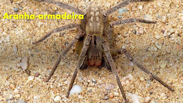 Os animais venenosos mais perigosos do Brasil