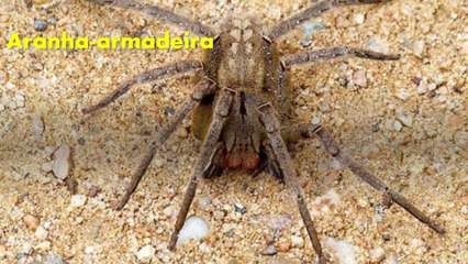 Os animais venenosos mais perigosos do Brasil