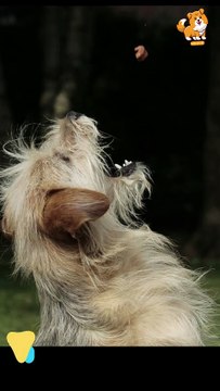 Reactive | S1260 #cute #cutedog #dog #cutedog #dogs #cute #shorts #youtubeshorts #tiktok #puppy #pet