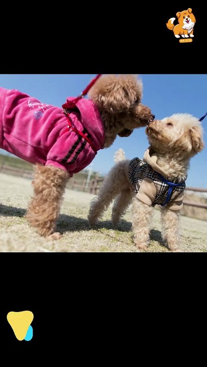 Trigger | S1262 #cute  #cutedog #dog #cutedog #dogs #cute #shorts #youtubeshorts #tiktok #puppy #pet