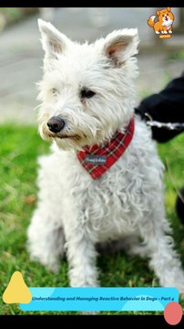 Trigger | S1262 #cute #cutedog #dog #cutedog #dogs #cute #shorts #youtubeshorts #tiktok #puppy #pe