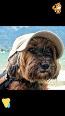 Training | S1264 #cute  #cutedog #dog #cutedog #dogs #cute #shorts #youtubeshorts #tiktok #puppy #pe