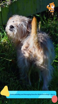 Safety | S1265 #cute #cutedog #dog #cutedog #dogs #cute #shorts #youtubeshorts #tiktok #puppy #pet