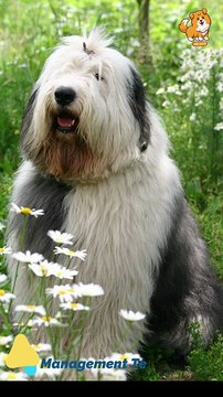 Employ | S1266 #cute #cutedog #dog #cutedog #dogs #cute #shorts #youtubeshorts #tiktok #puppy #pe