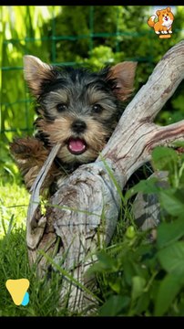 Trust | S1268 #cute #cutedog #dog #cutedog #dogs #cute #shorts #youtubeshorts #tiktok #puppy #pe