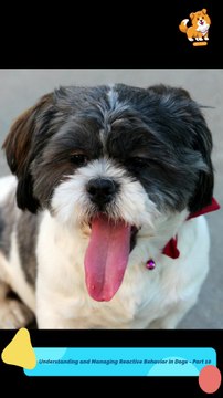 Overall | S1269 #cute #cutedog #dog #cutedog #dogs #cute #shorts #youtubeshorts #tiktok #puppy #pe