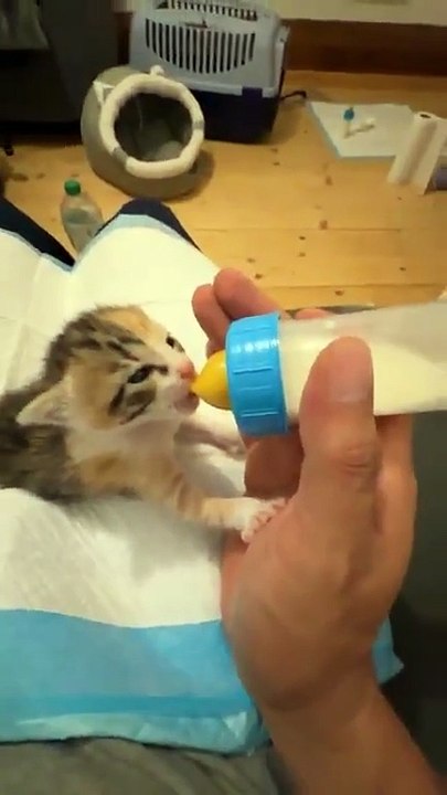 131 K vues · 3,3 K commentaires   Mr.Lucky le chat était en direct.   By Mr.Lucky le chat