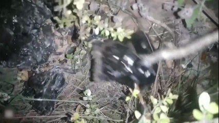 ENCUENTRAN PRESUNTOS RESTOS DE BRUJERÍA EN EL CERRO DEL PICACHO