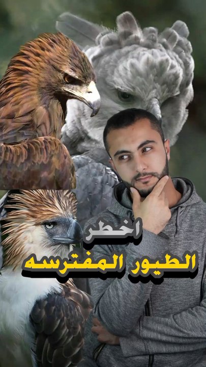 أخطر 3 طيور مفترسة.. ممكن تقتل إنسان بسهولة! 🦅😨https://psce.pw/7qxwmp#النواة #النسر_الهاربي #النسر_الفلبيني #النسر_الذهبي#Alnawa #dubai🇦🇪 #dubailife #Harpia_harpyja #Pithecophaga_jefferyi #Aquila_chrysaetos #trending #travel #nature #wildlife