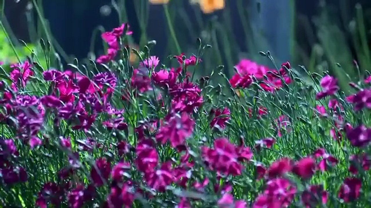 ‎Meditation Music For Positive Energy Boosting Healing Meditation Music ‎#Norway ‎#United States of America  ‎#USA  ‎#Australia  ‎#Sweden ‎#Demmark  ‎#Canada  ‎#English  ‎#German  ‎#France ‎