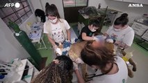 Brasile, a San Paolo un rifugio per soccorrere i puma
