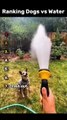 Ranking Dogs VS Water Clips... .