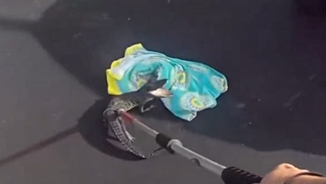 Watch: Florida police bravely wrangle hissing alligator in parking lot