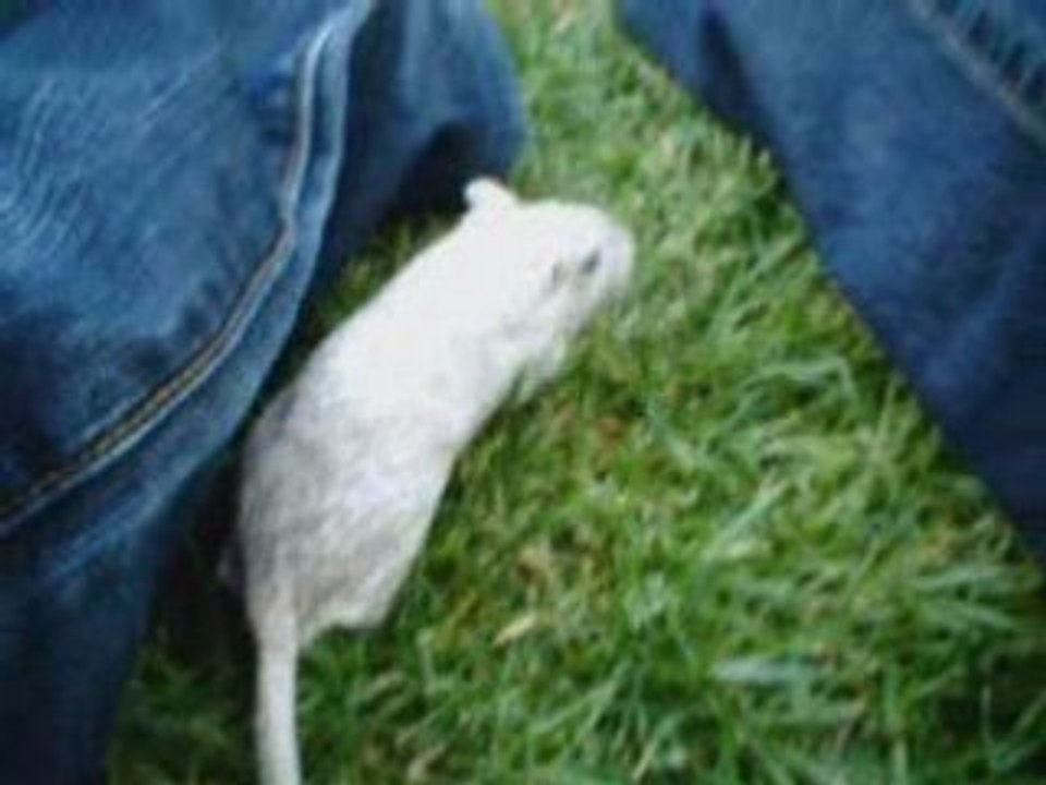 Mes Gerbilles Mignones !