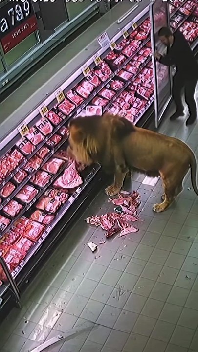 🦁 Quand Simba fait ses courses… 😳