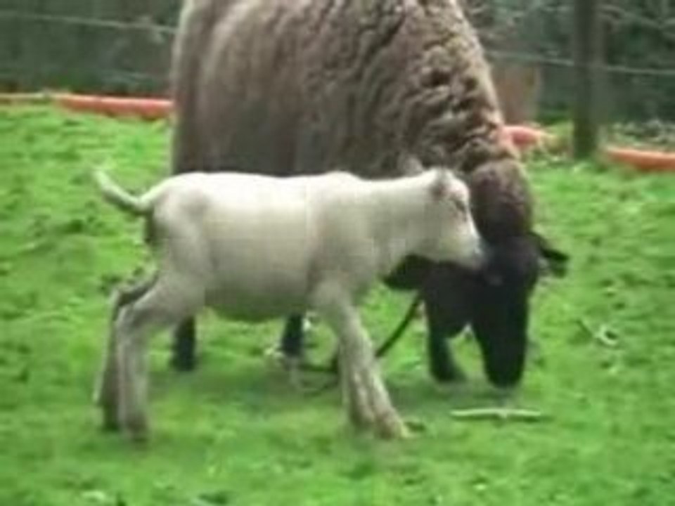 Les moutons