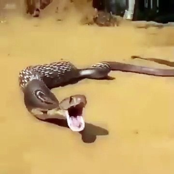 A snake is captured mid-yawn or hiss, mouth wide open, with its patterned body coiled on a sandy surface — a dramatic and intense moment frozen in time.