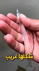 🔥🌊السمكة الشفافة معجزة في أعماق المحيط