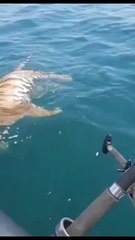 Hallan un tigre de Amur muerto flotando en el mar frente a la costa de Rusia