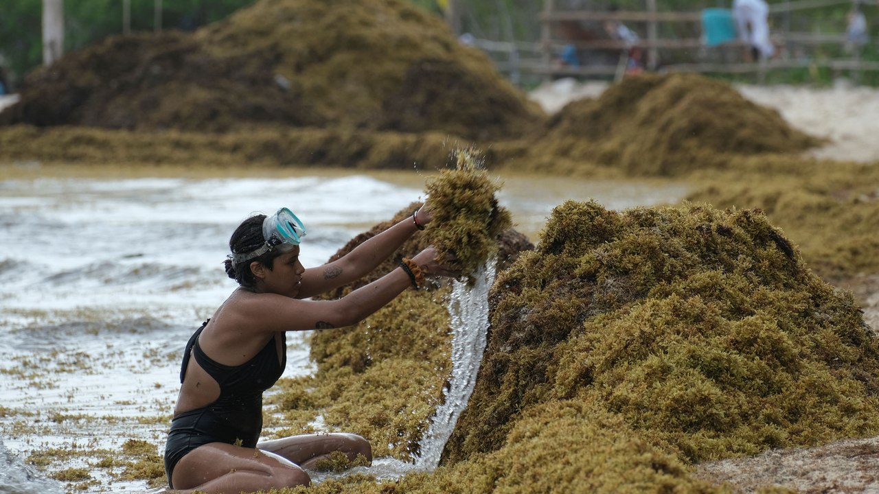 El sargazo sofoca al Caribe mexicano