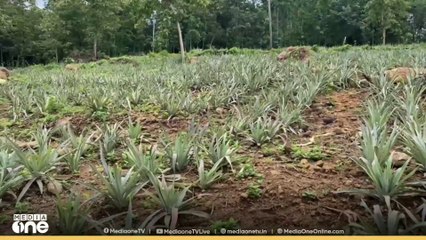 പത്തനംതിട്ട കോട്ടാങ്ങലിൽ കാട്ടുപന്നിക്കൂട്ടം കൈതകൃഷി നശിപ്പിച്ചു; തോട്ടം തൊഴിലാളിക്കും പരിക്ക്