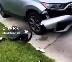 VÍDEO: Ao tentar caçar gato, pitbulls destroem carro